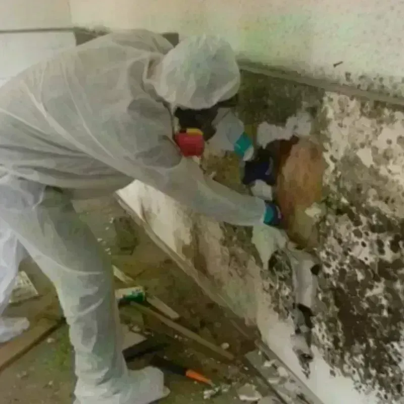 Mold Remediation and Removal in Henderson County, TX